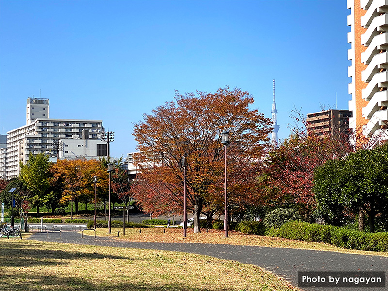 大島小松川公園