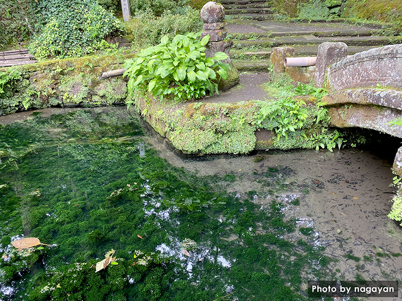 浄智寺の池